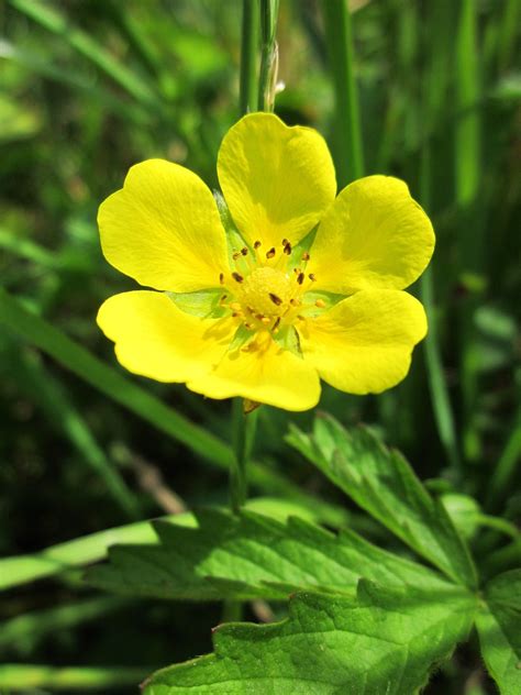 Gold Drop Potentilla Shrub (1 Gal) - Beautiful dwarf shrub lights up w