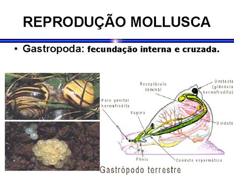 Filos Animais Moluscos Filo Mollusca Animais De Corpo