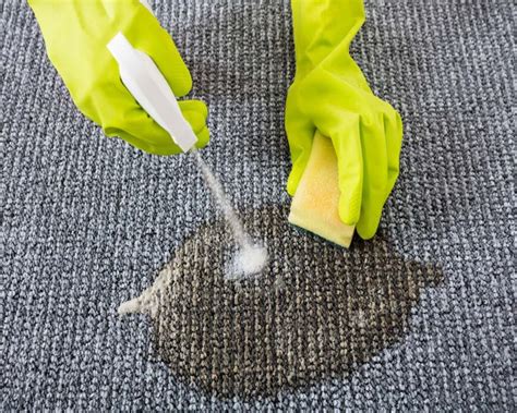 How To Get Pet Stains Out Of A Carpet Storables