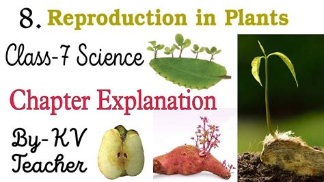 P 2 Reproduction In Plants Class 7 Science Ncert Chapter 8