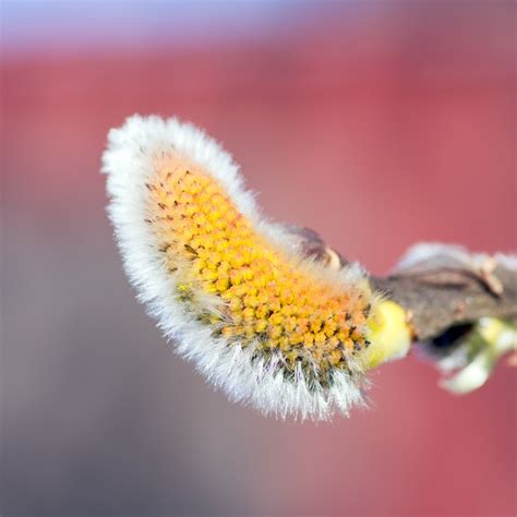 Free Pussy Willow Nature Images Pixabay
