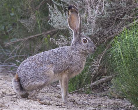 definitive guide  black tailed jackrabbit facts habitat