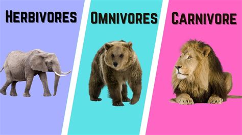 Examples Of Carnivores Herbivores And Omnivores