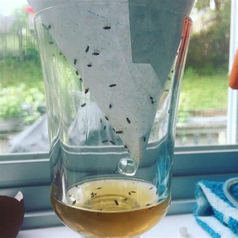 How to Catch Gnats: Proven and Creative Fungus Gnat Trap Ideas