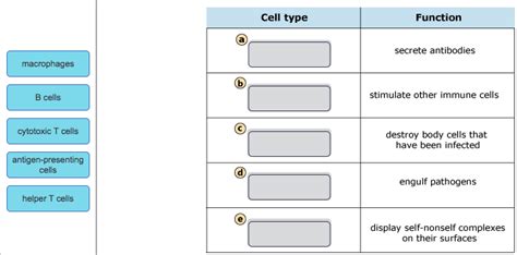 Cell Functions Diagram Quizlet