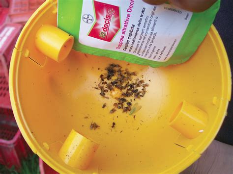 Trappola Per Mosca Olearia Con Sardine 4