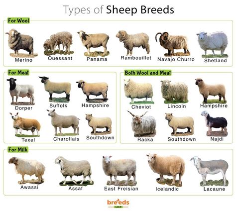 farmers sheep breeds  wool meat  milk