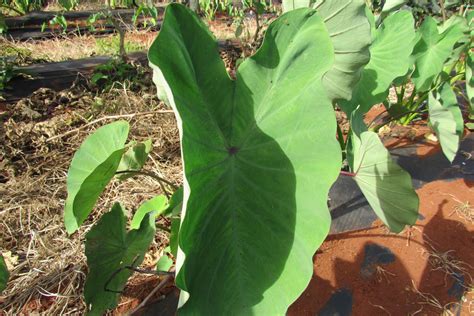 Taro Leaf $4.25/lb - Molokai Seed Company