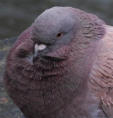 Birdy Friend A Fluffed Up Pigeon Beside The River In Sali Flickr