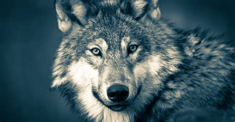 wolf jungle wolvesnight  stock photo public domain pictures