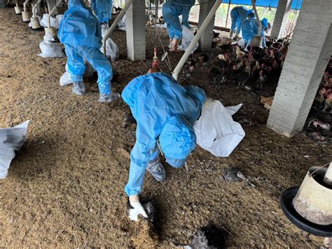 東勢鄉一禽場爆發h5n1禽流感 雲林縣再添1例疫情 新頭條 Thehubnews