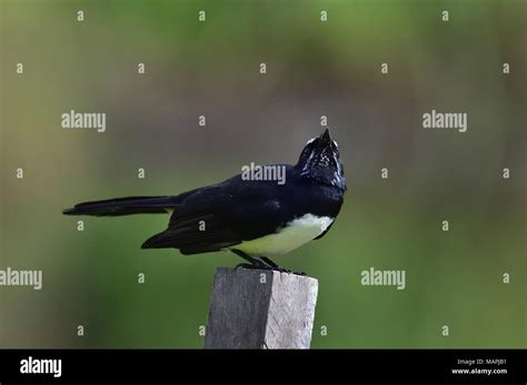 Queensland Willie Wagtail High Resolution Stock Photography And Images