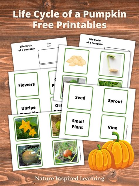 Life Cycle Of A Pumpkin Worksheet Itsy Bitsy Fun Worksheets Library