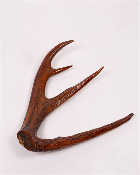 Natural Brown Deer Antler Horn Display - On The Square Emporium