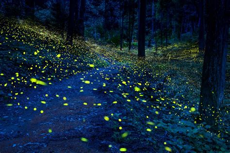 India’s glowing forest