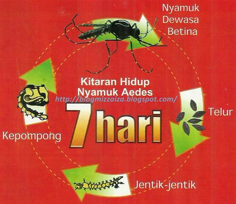 Poster Kitaran Hidup Nyamuk Aedes Putuskan Kitaran Hidup Nyamuk Aedes