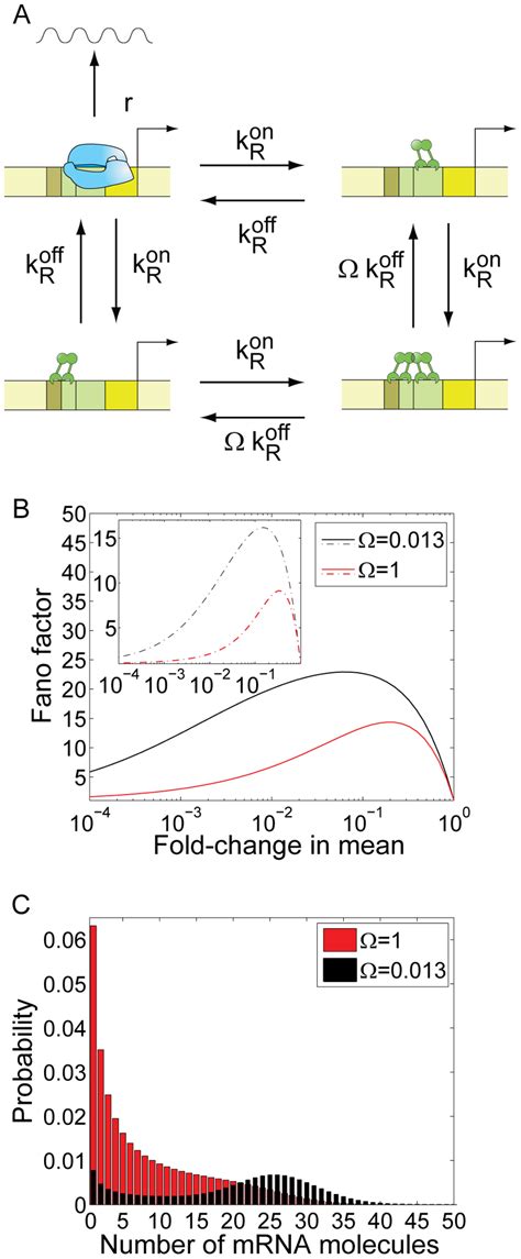 Dual repression architecture. (A) Kinetic mechanism of repression for a ...