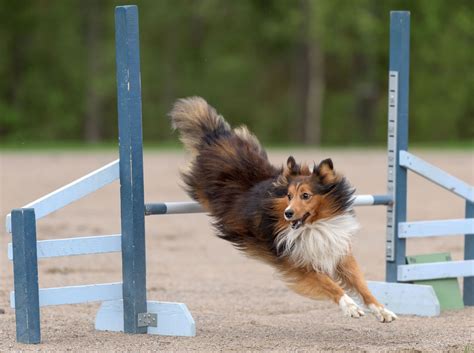 Shetland Sheepdog | Size, Lifespan & Characteristics | Britannica