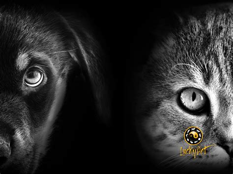 Köpeklerin Gözünden Kediler Lucky Pet Veteriner Polikliniği