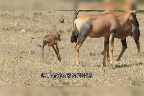 鬣狗袭击羚羊宝宝，羚羊妈妈大战鬣狗，镜头拍下全过程！鬣狗羚羊大战