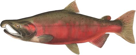 Coho Salmon - Wild Salmon Center
