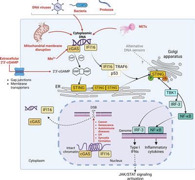 Frontiers Interplay Between Rna Viruses And Cgas Sting Axis In Innate