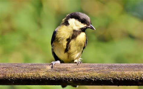 Free Tits Bird Images Pixabay