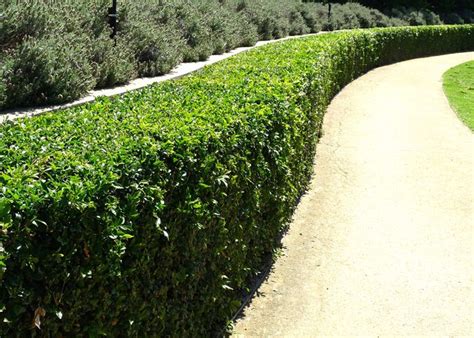 murraya paniculata ideas murraya paniculata mock orange hedges