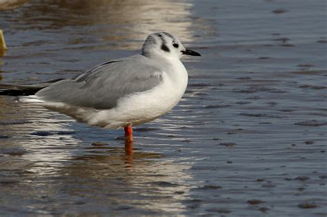 Maryland Biodiversity View Thumbnails Bonapartes Gull