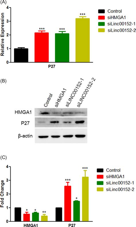 Hmga1 And Linc00152 Regulate Cell Cycle Progression A The Relative