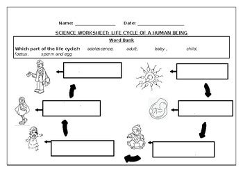 Life Cycle Of Human Worksheet