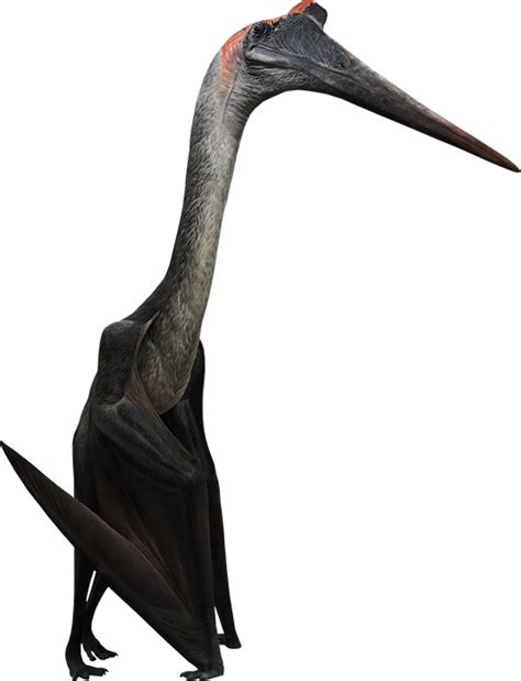 Size Comparison Quetzalcoatlus Vs Human