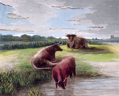 Horned Cattle at Riverside - Turvey History