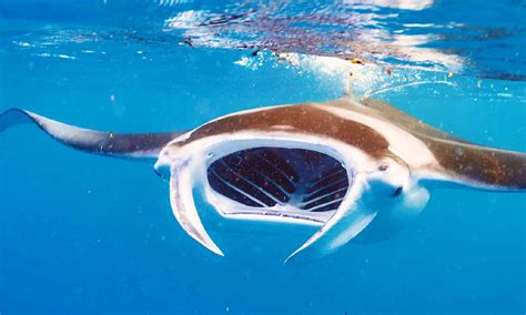 Manta Ray Teeth - A-Z Animals