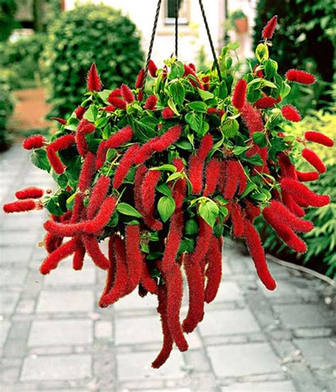 Flores Rabo De Gato - Flores para Jardim: +15 Espécies para Cultivar com Amor!