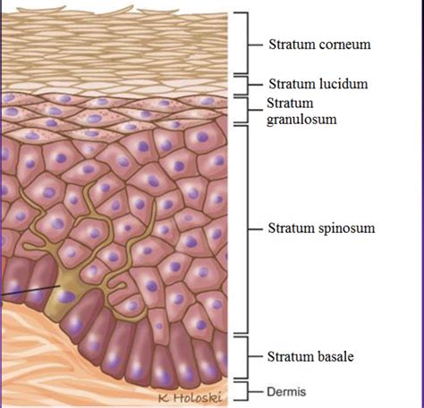 Epithelial Layers Diagram Quizlet