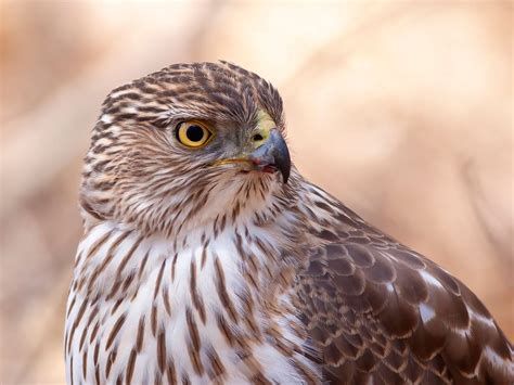 Juvenile Cooper's Hawks (Identification Guide with… | Birdfact