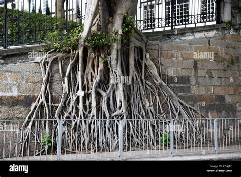 chinese banyan tree roots growing   wall hong kong hksar china