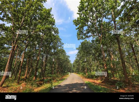 Bastar Forest Chhattisgarh India Asia Stock Photo Alamy