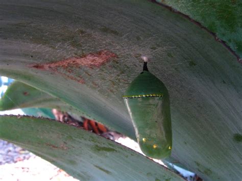 Chrysalis Stage 6