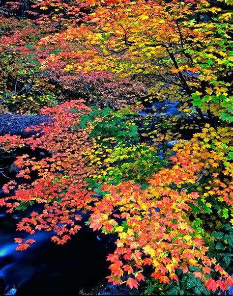 Vine Maple North Santiam River Oregon Mike Putnam Photography