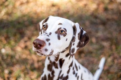 10 Dalmatian Colors: Exploring the Surprising Variety | Hepper Pet ...