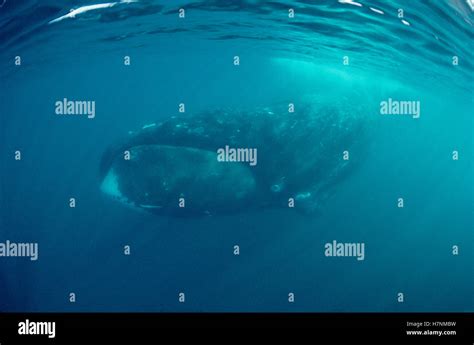 Bowhead Whale Balaena Mysticetus Underwater Baffin Island Canada