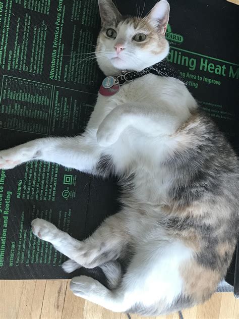 Pussy R Worldpolitics