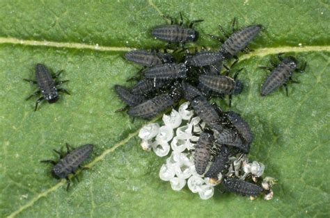 Harlequin ladybird larvae - Stock Image - C043/7090 - Science Photo Library