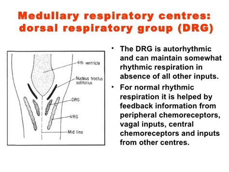 Function of Dorsal respiratory group present in meddula region ...