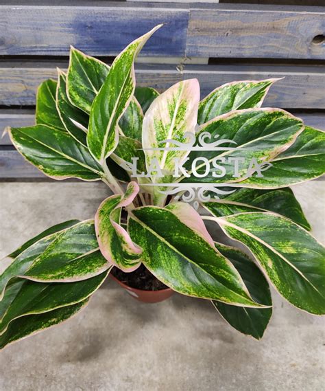 купить Аглаонема розовая Пинк Аврора комнатное растение от 2970 рублей ...