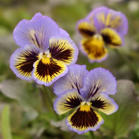 Цветы очарования — виола, или анютины глазки