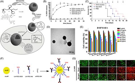 Nanoparticles For The Delivery Of Anticancer Drugs A Scheme Showing