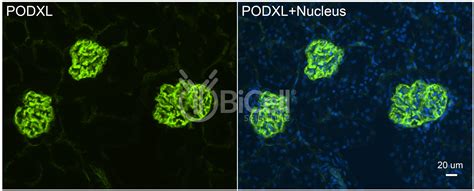 Podocalyxin Podxl Or Gp Antibody Bicell Scientific